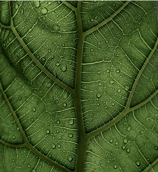 leaf